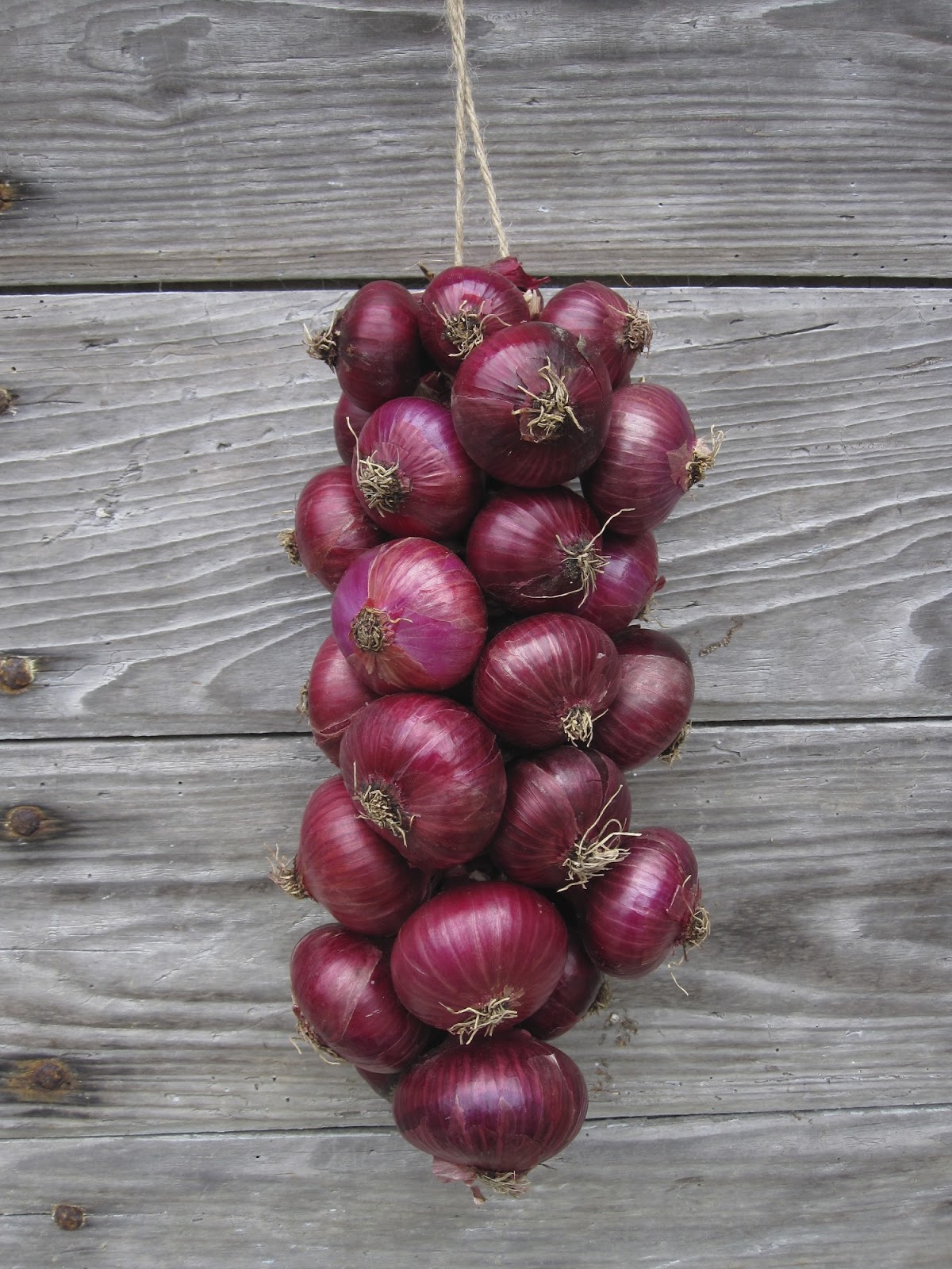 Zwiebeln Zopf Buuregarte Boog